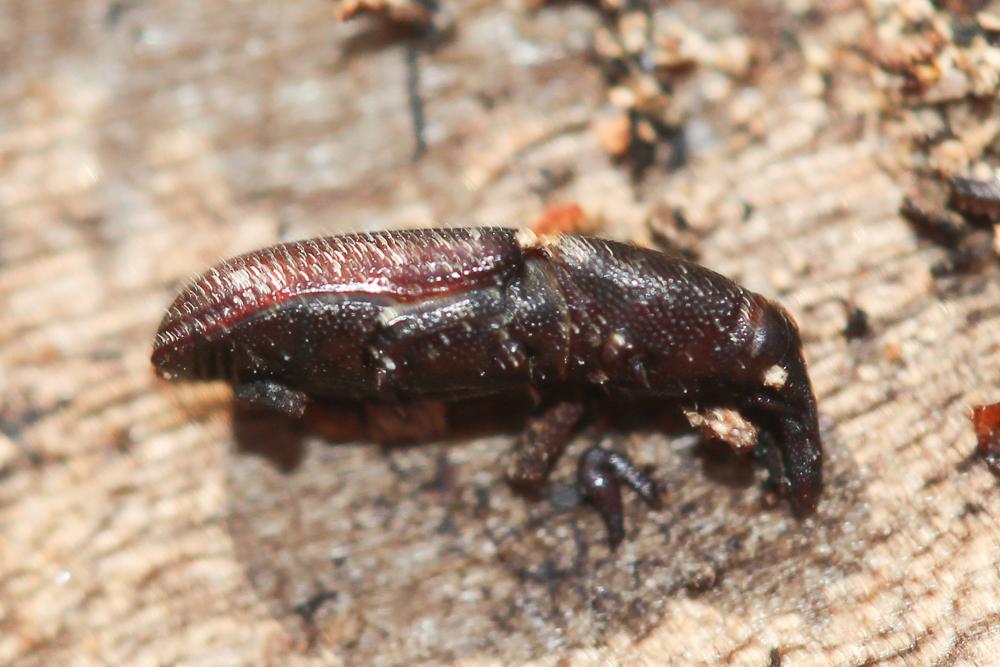  Euophryum Broun, 1909