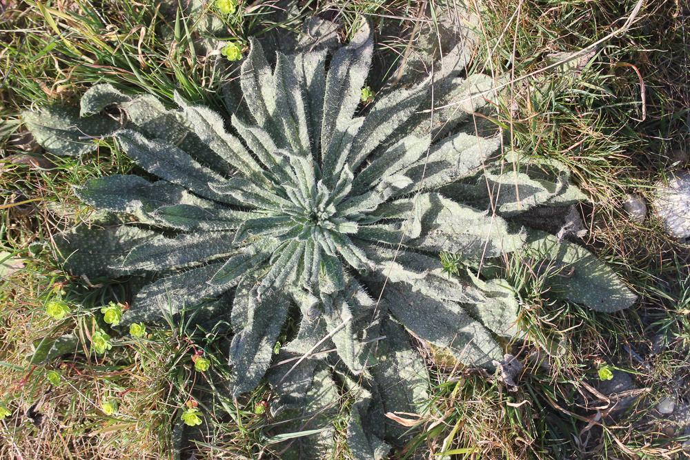 Vipérine commune, Vipérine vulgaire Echium vulgare L., 1753