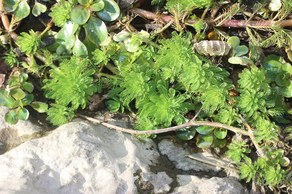 Myriophylle aquatique, Myriophylle du Brésil, Mill Myriophyllum aquaticum (Vell.) Verdc., 1973