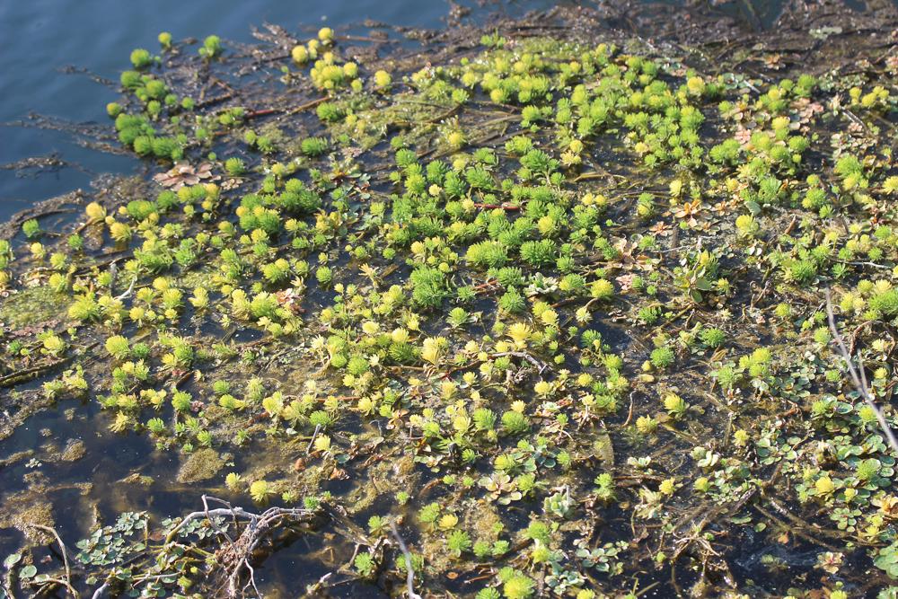 Myriophylle aquatique, Myriophylle du Brésil, Mill Myriophyllum aquaticum (Vell.) Verdc., 1973