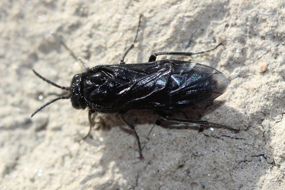 Tenthredinidae Latreille, 1903