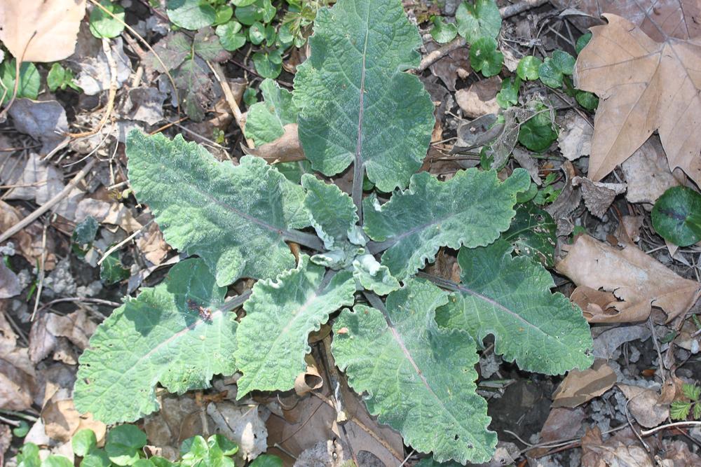 Bardane à petites têtes, Bardane à petits capitule Arctium minus (Hill) Bernh., 1800