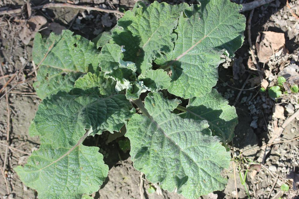 Bardane à petites têtes, Bardane à petits capitule Arctium minus (Hill) Bernh., 1800