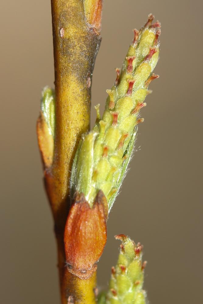 Saule drapé Salix eleagnos Scop., 1772