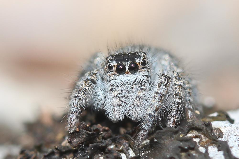 Saltique sanguinolent Philaeus chrysops (Poda, 1761)