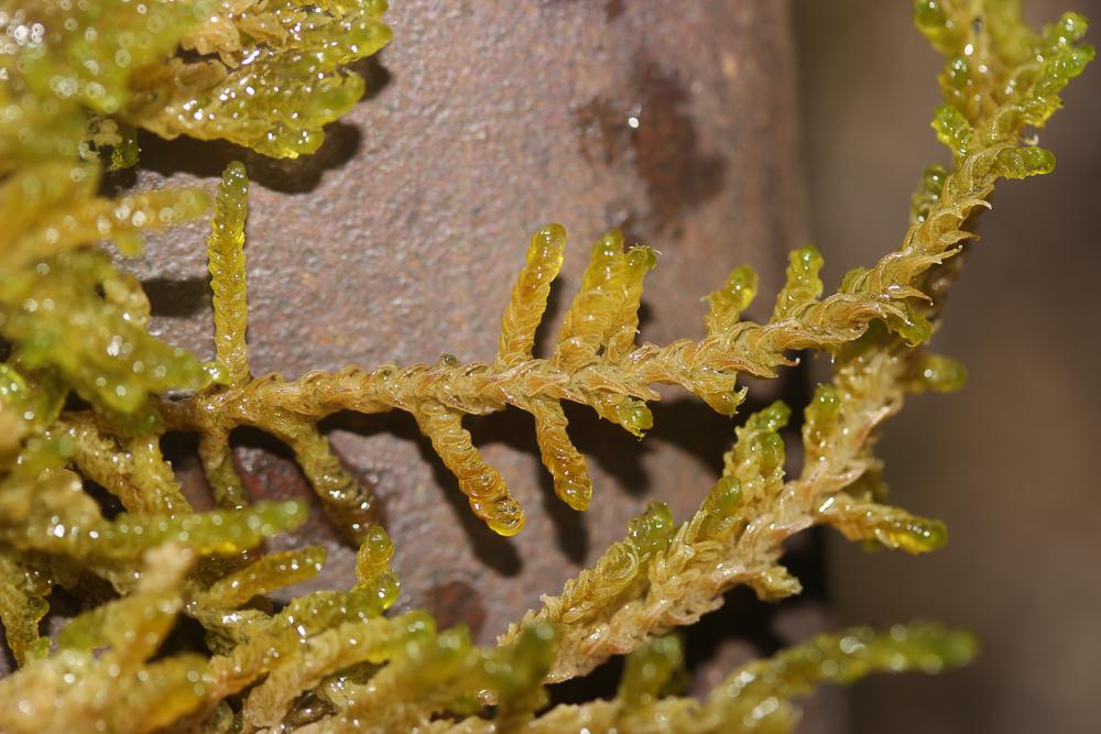 Palustriella commutata (Hedw.) Ochyra, 1989