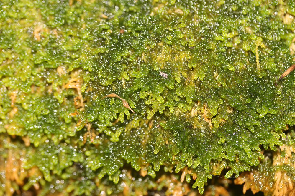 Palustriella commutata (Hedw.) Ochyra, 1989