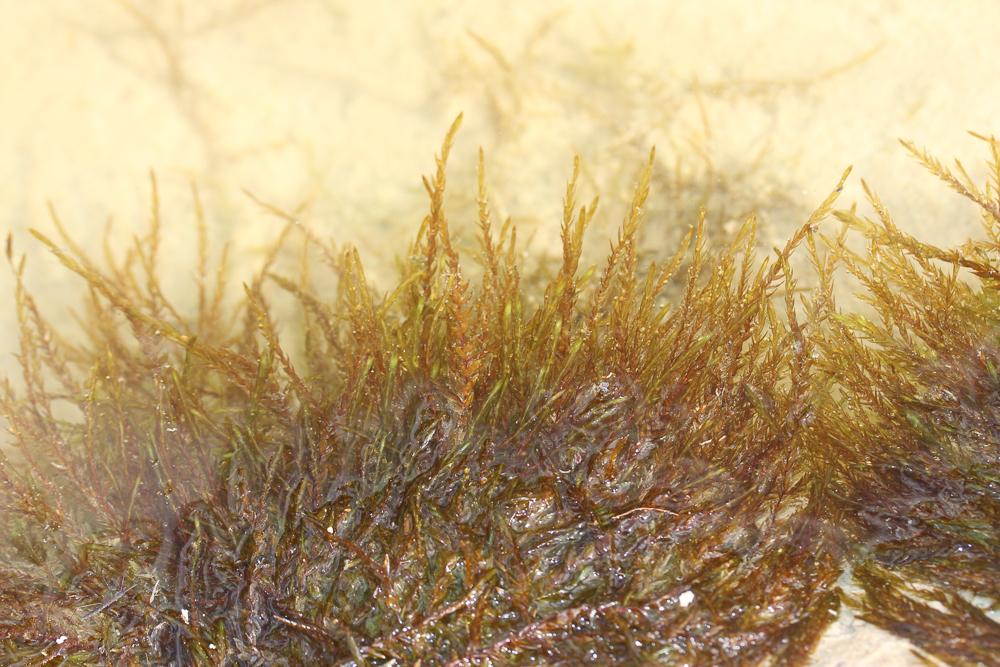 Fontinalis hypnoides C.Hartm.