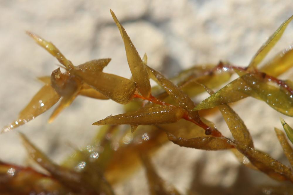 Fontinalis hypnoides C.Hartm.