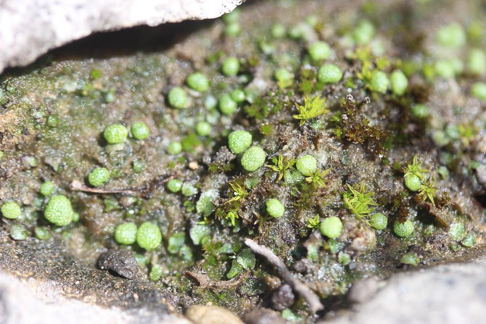 Mannia triandra (Scop.) Grolle, 1975