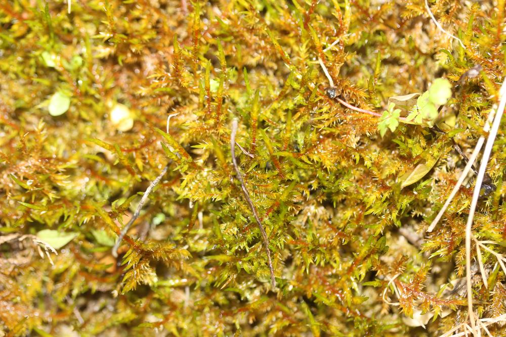 Calliergonella cuspidata (Hedw.) Loeske, 1911