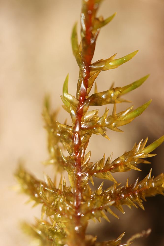 Calliergonella cuspidata (Hedw.) Loeske, 1911