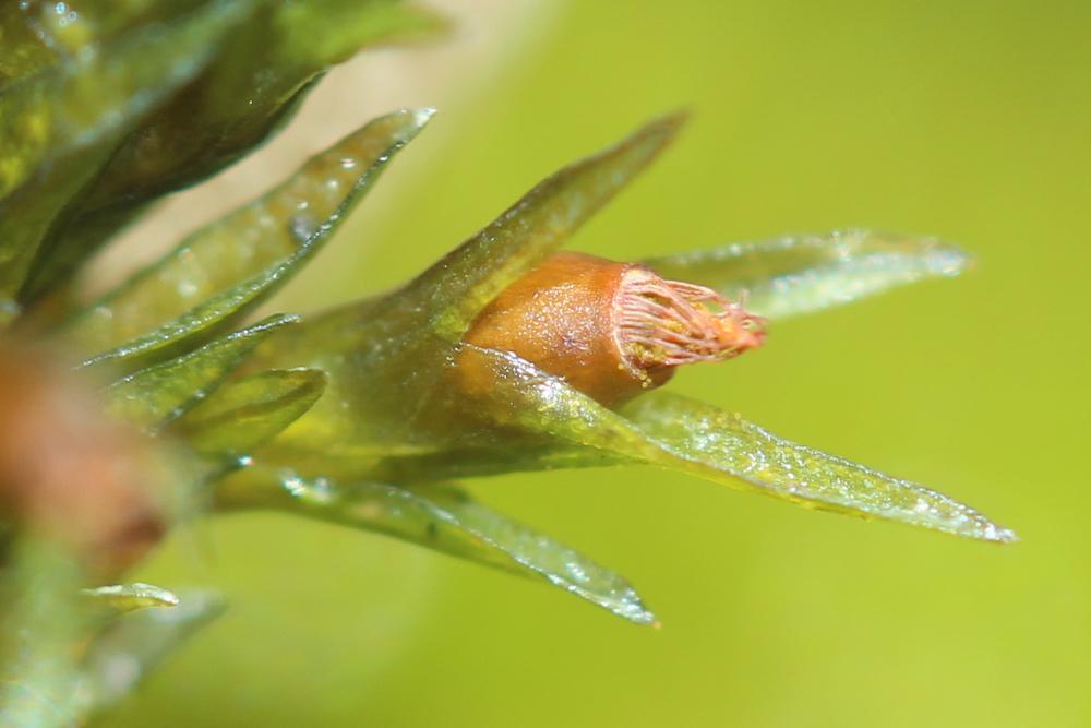  Cinclidotus fontinaloides (Hedw.) P.Beauv., 1805