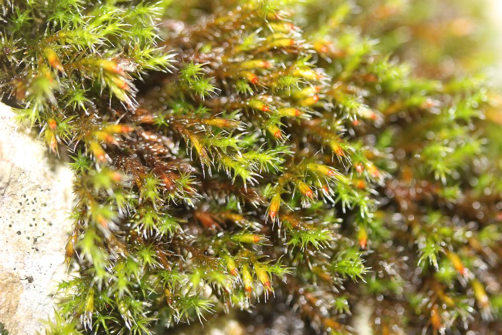  Schistidium elegantulum H.H.Blom, 1996