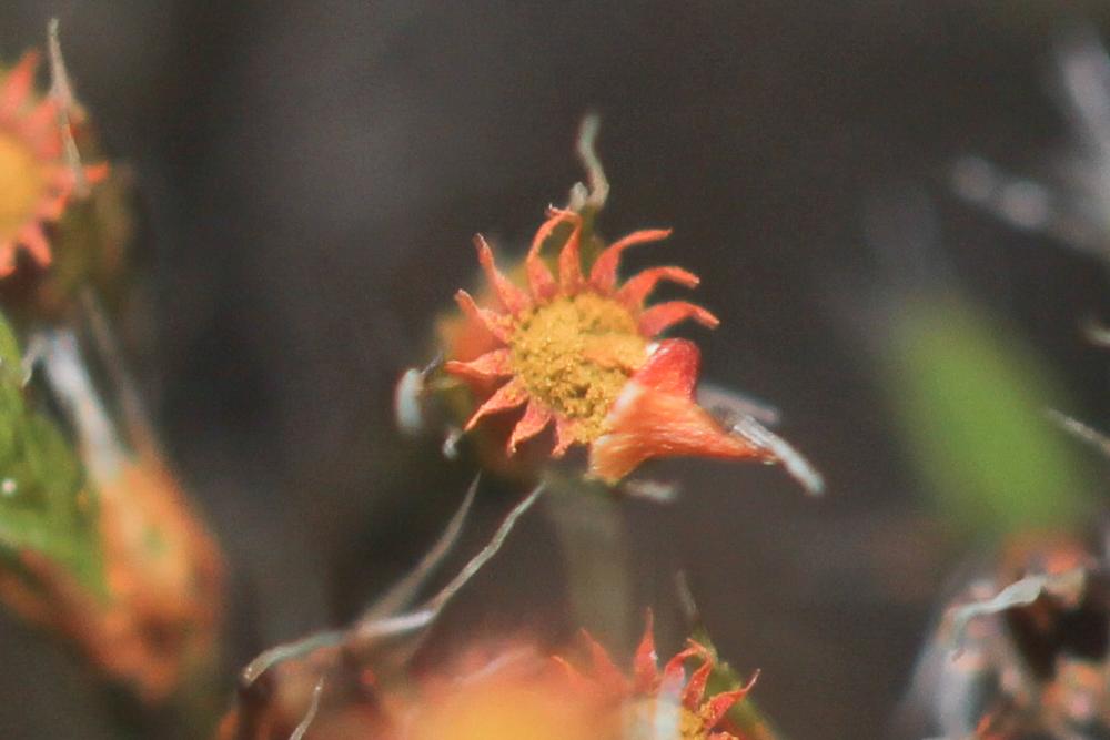 Schistidium elegantulum H.H.Blom, 1996