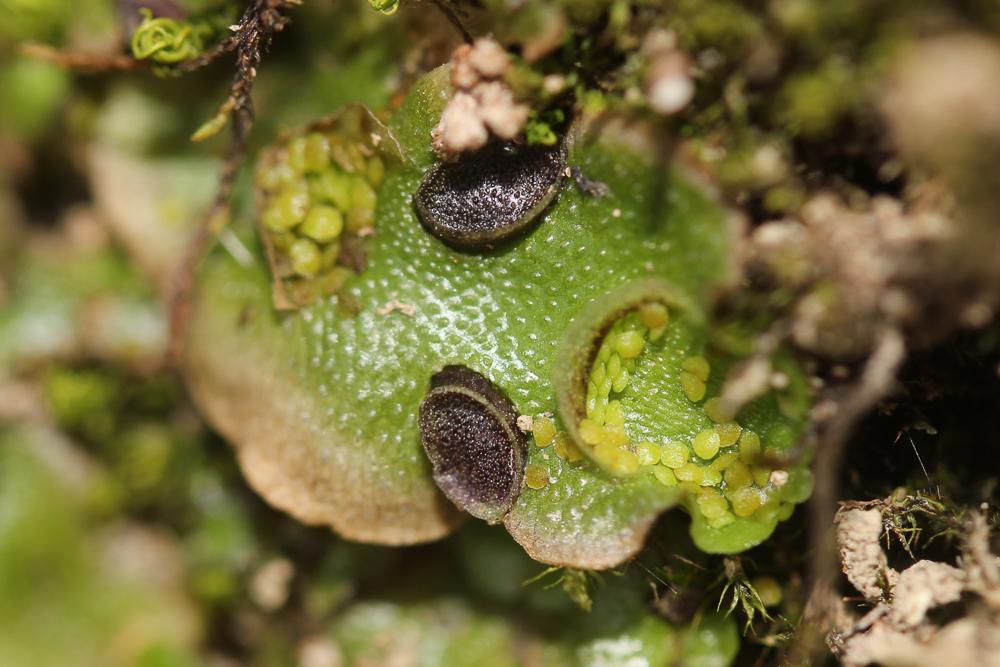 Lunularia cruciata (L.) Dumort. ex Lindb., 1868