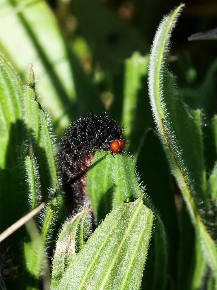 La Mélitée du Plantain (La), Déesse à ceinturons (La) Melitaea cinxia (Linnaeus, 1758)