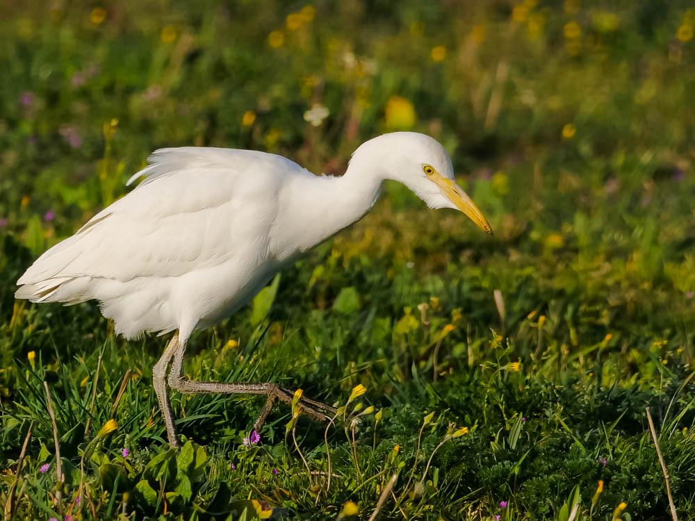 Héron garde-boeufs Bubulcus ibis (Linnaeus, 1758)