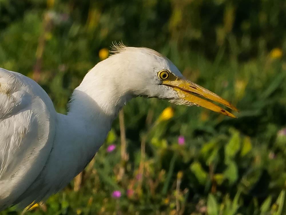 Héron garde-boeufs Bubulcus ibis (Linnaeus, 1758)