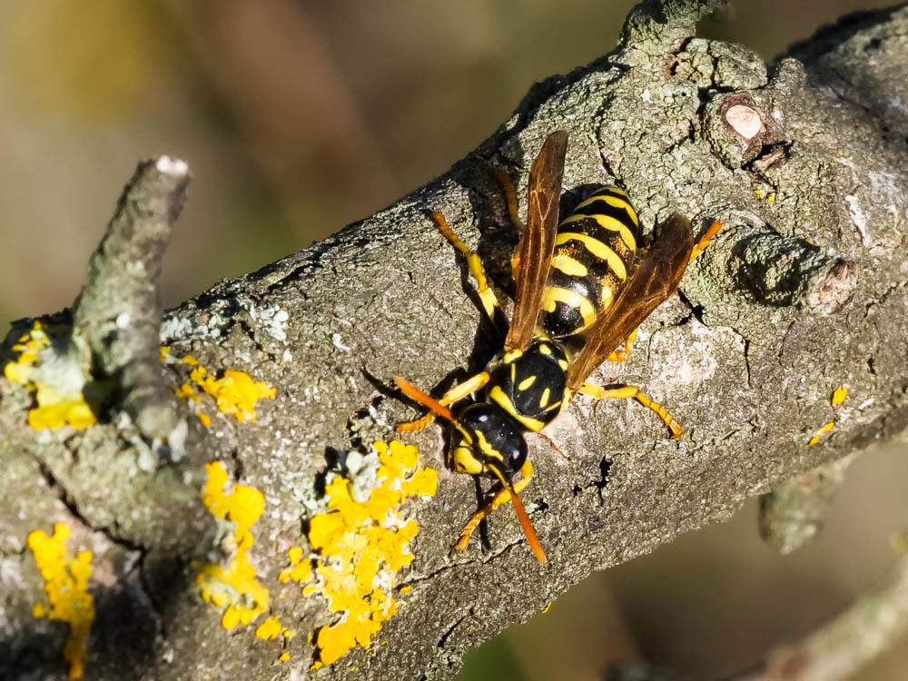 Guêpe poliste Polistes dominula (Christ, 1791)