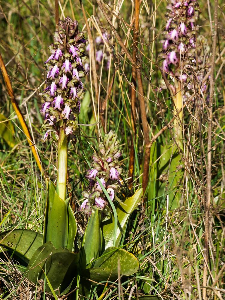 Orchis géant, Orchis à longues bractées, Barlie Himantoglossum robertianum (Loisel.) P.Delforge, 1999