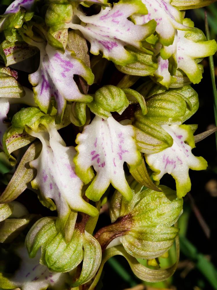 Orchis géant, Orchis à longues bractées, Barlie Himantoglossum robertianum (Loisel.) P.Delforge, 1999