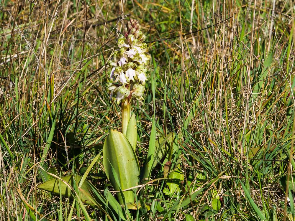 Orchis géant, Orchis à longues bractées, Barlie Himantoglossum robertianum (Loisel.) P.Delforge, 1999
