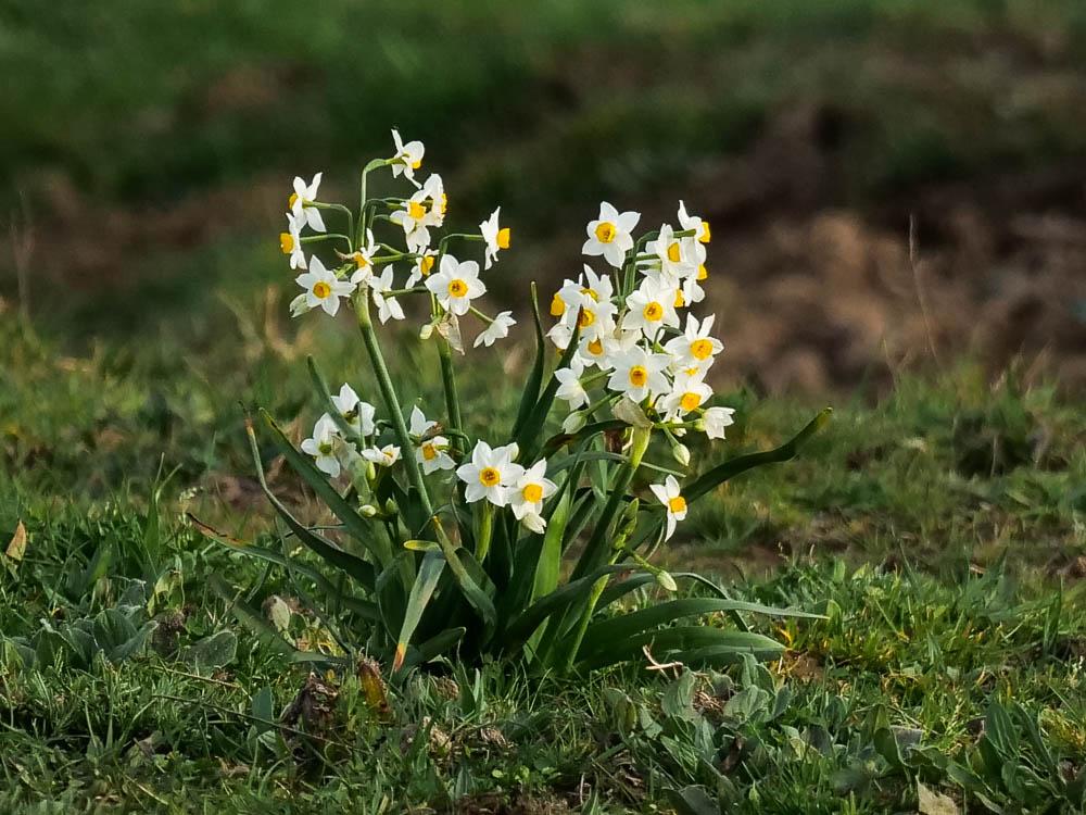 Narcisses à bouquet jaune, Narcisse-à-bouquet Narcissus tazetta L., 1753