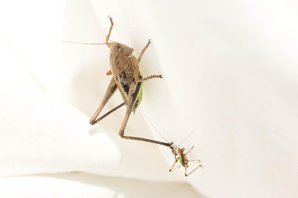 Phanéroptère méridional Phaneroptera nana Fieber, 1853