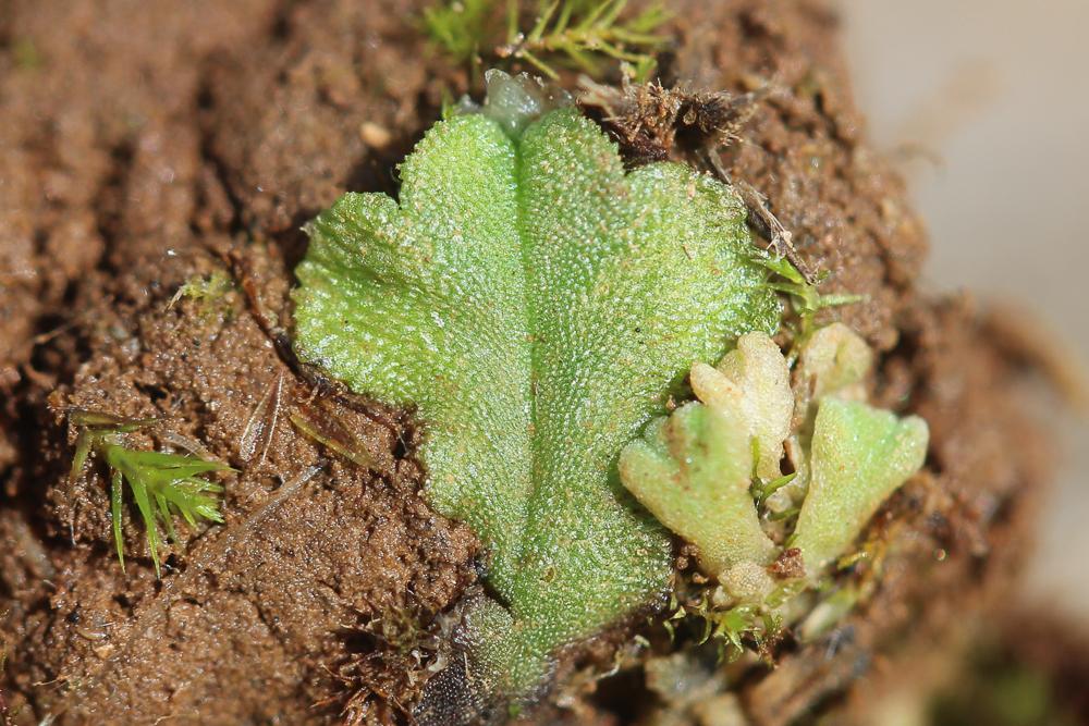 Oxymitra incrassata (Brot.) Sérgio & Sim-Sim