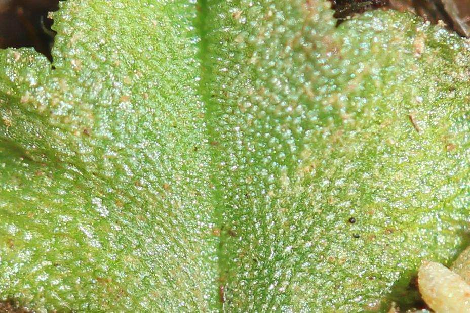 Oxymitra incrassata (Brot.) Sérgio & Sim-Sim