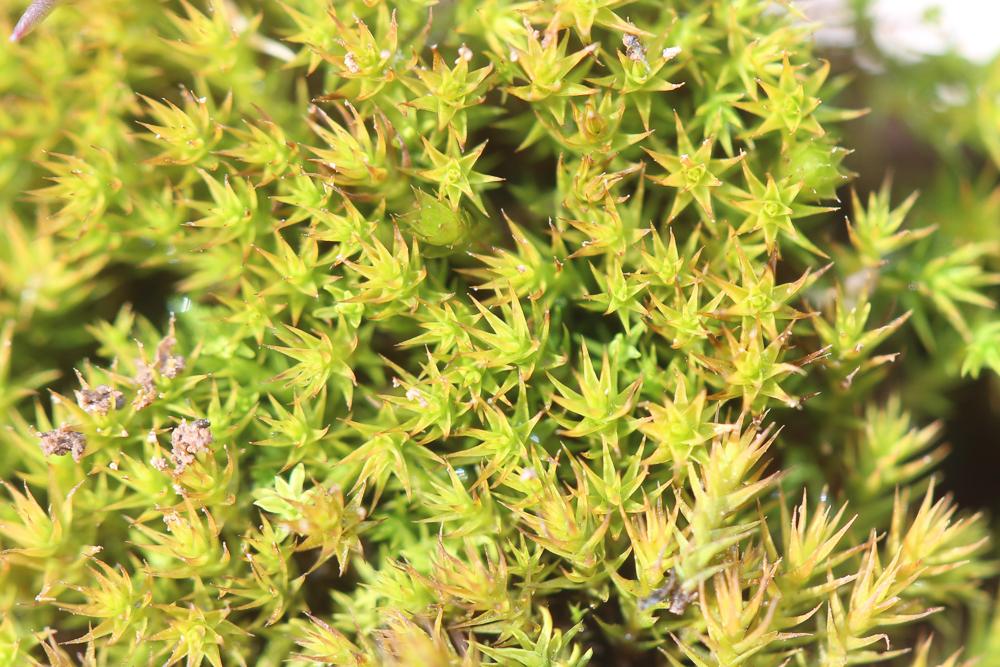 Cheilothela chloropus (Brid.) Lindb., 1878