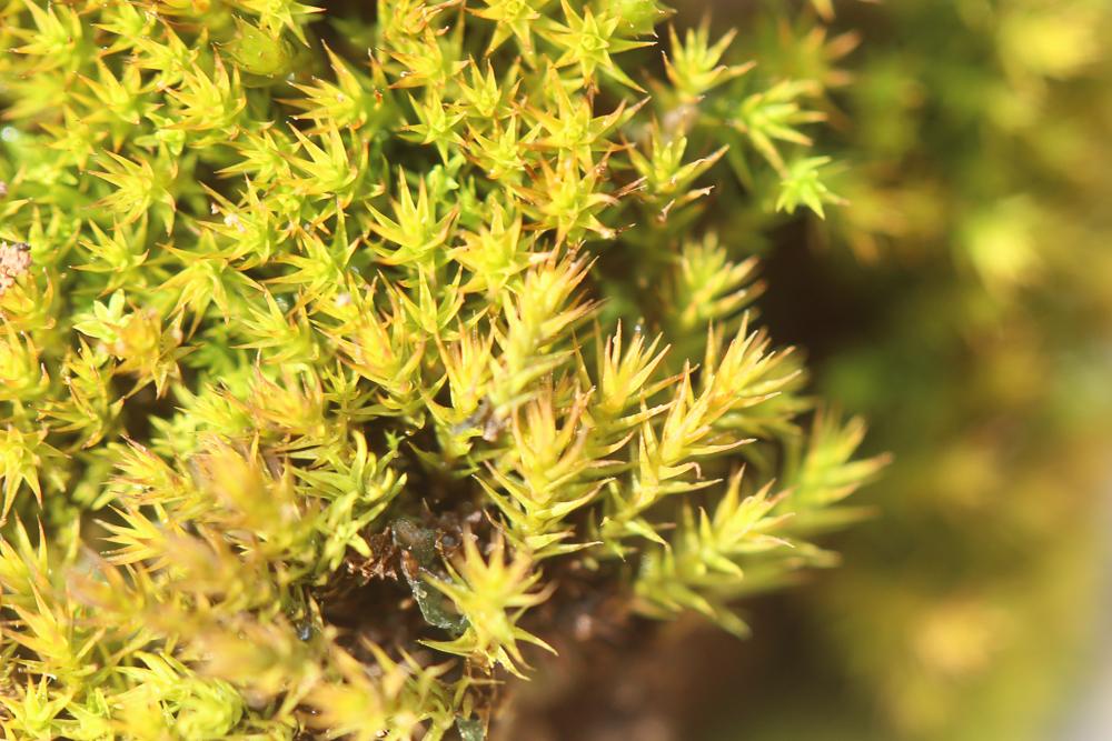 Cheilothela chloropus (Brid.) Lindb., 1878