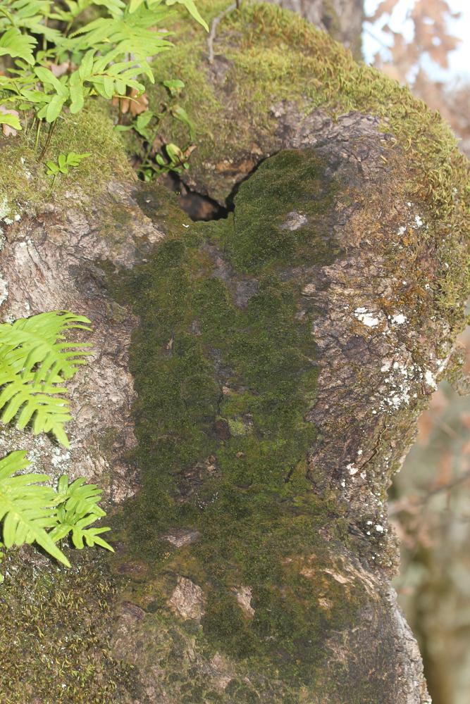 Zygodon forsteri (Dicks.) Mitt.