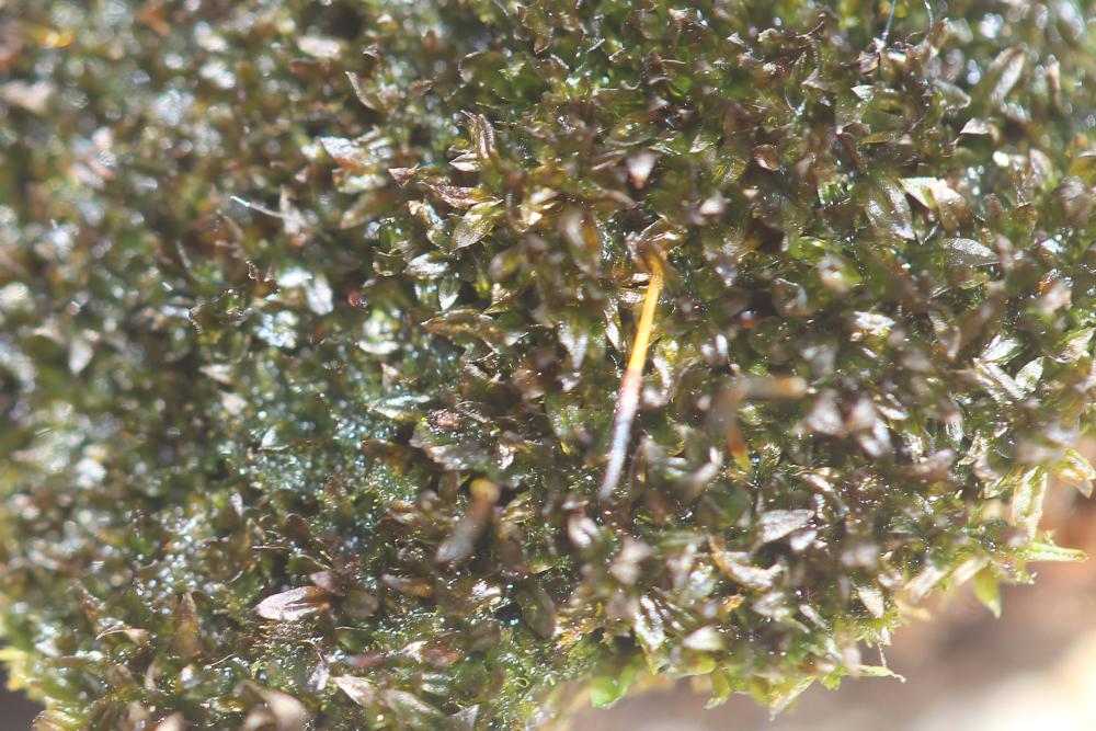 Zygodon forsteri (Dicks.) Mitt.