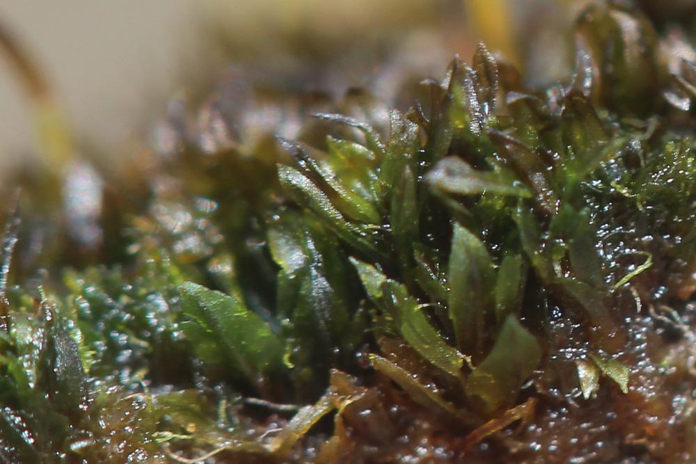 Zygodon forsteri (Dicks.) Mitt.