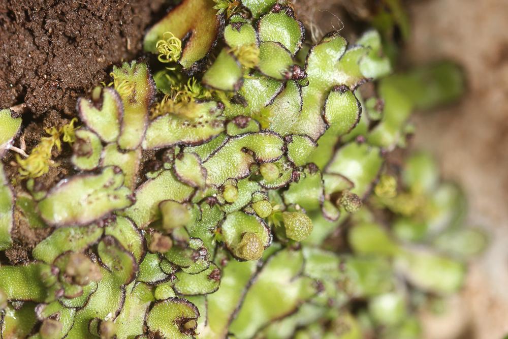 Mannia californica (Gottsche ex Underw.) L.C.Wheeler
