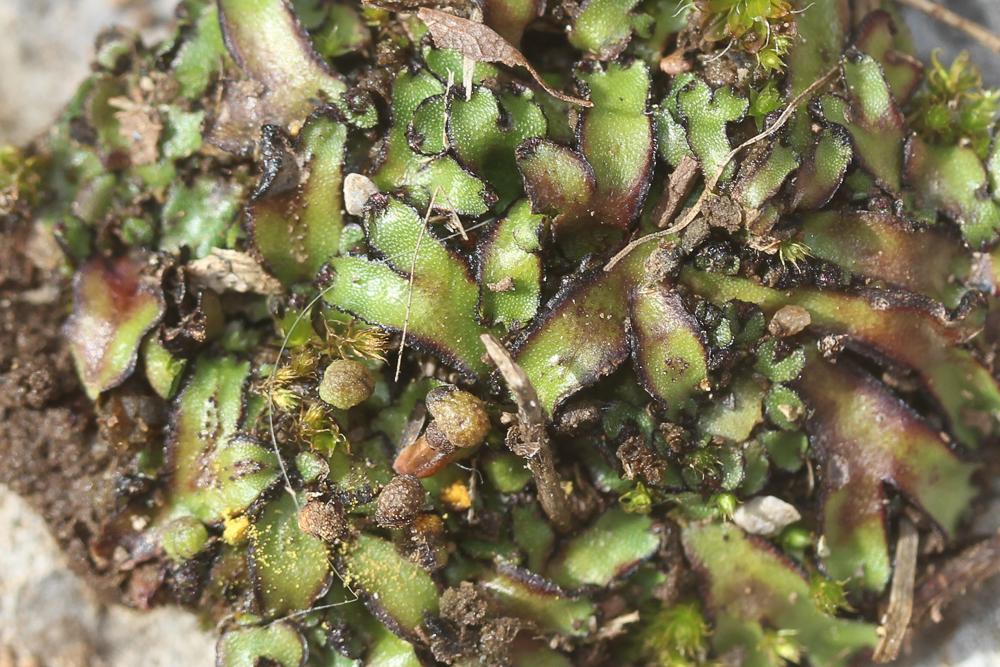 Mannia californica (Gottsche ex Underw.) L.C.Wheeler