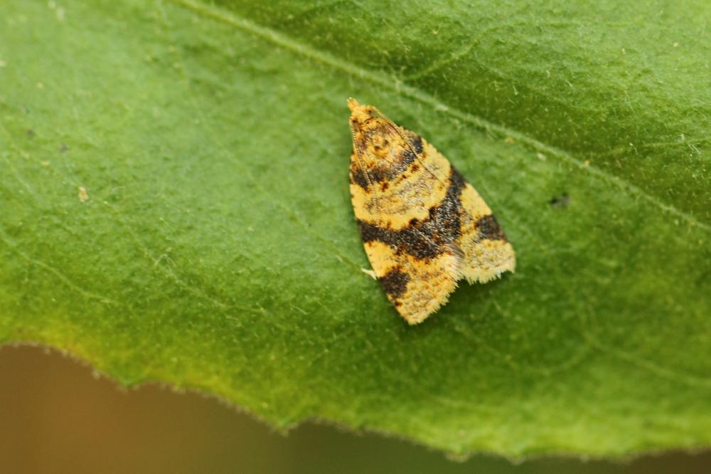 Epagoge grotiana (Fabricius, 1781)