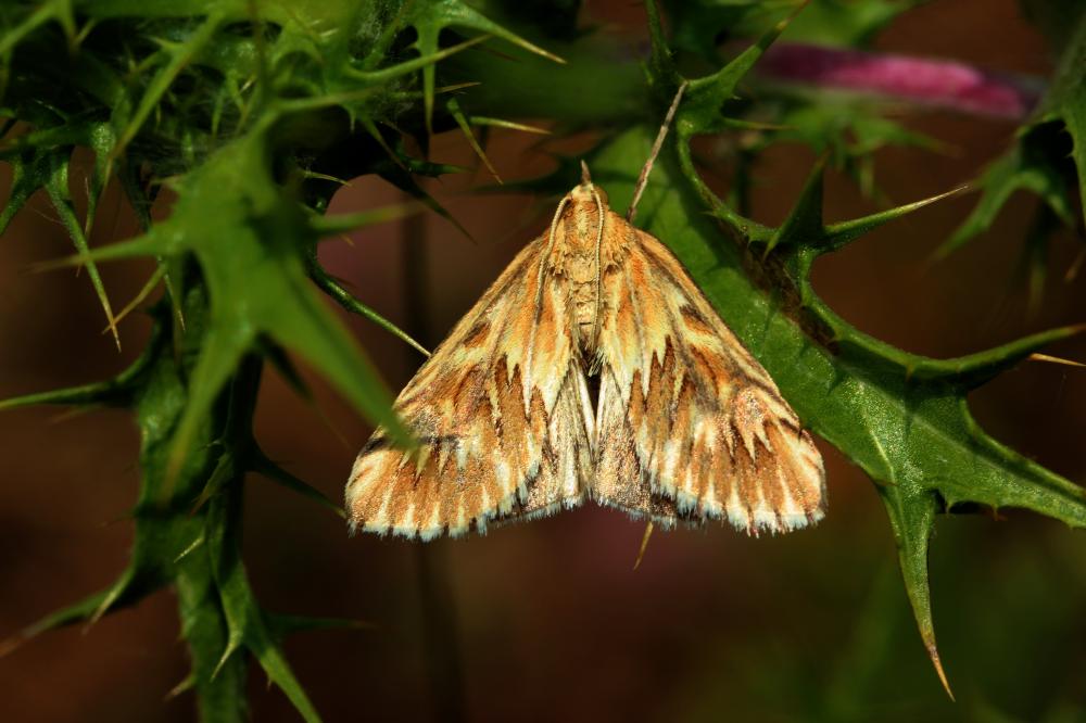Cynaeda dentalis (Denis & Schiffermüller, 1775)