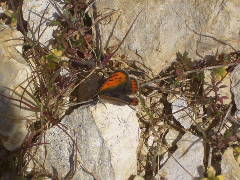 Le Cuivré commun (Le), Argus bronzé (L'), Bronzé (Le) Lycaena phlaeas (Linnaeus, 1760)