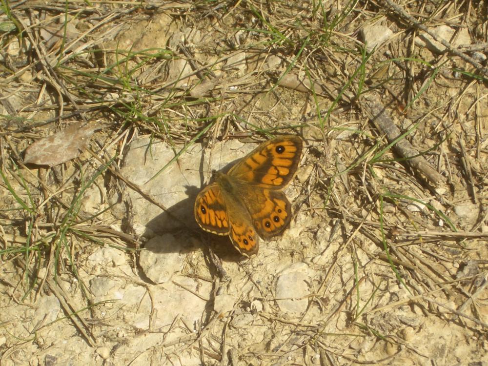 Mégère (La), Satyre (Le) Lasiommata megera (Linnaeus, 1767)