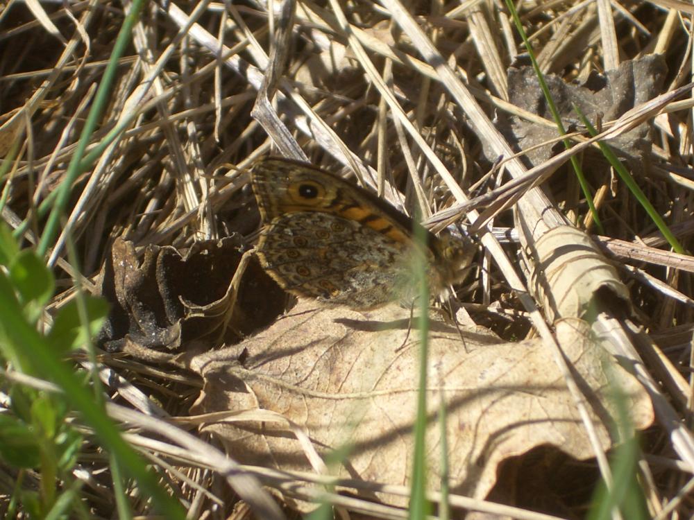 Mégère (La), Satyre (Le) Lasiommata megera (Linnaeus, 1767)