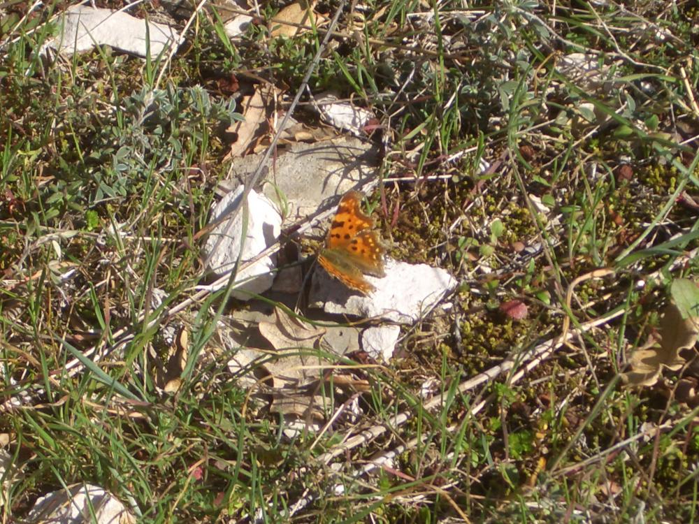 Le Gamma (Le), Robert-le-diable (Le), C-blanc (Le), D Polygonia c-album (Linnaeus, 1758)