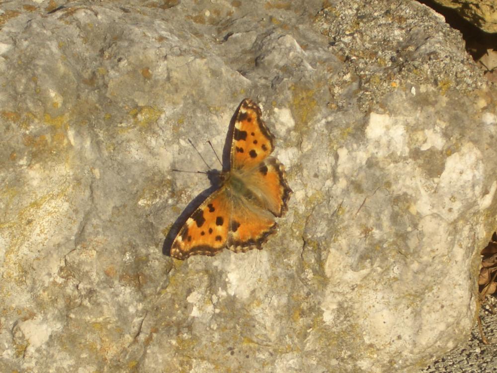 Grande Tortue (La), Vanesse de l'Orme (La), Grand- Nymphalis polychloros (Linnaeus, 1758)
