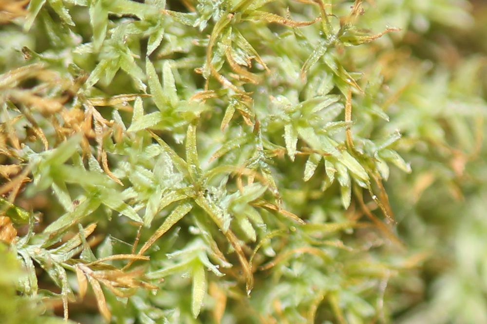 Saelania glaucescens (Hedw.) Broth., 1894