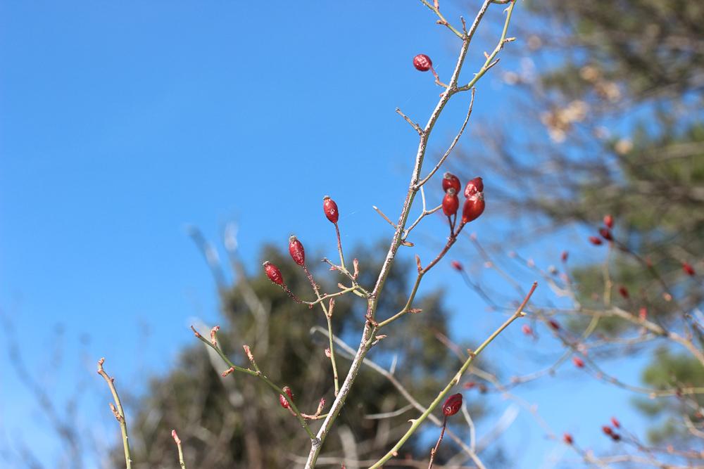 Rosier à petites fleurs, Églantier à petites fleur Rosa micrantha Borrer ex Sm., 1812