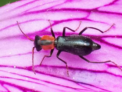  Cyrtosus cyanipennis (Erichson, 1840)