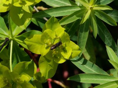  Hylaeus brevicornis Nylander, 1852