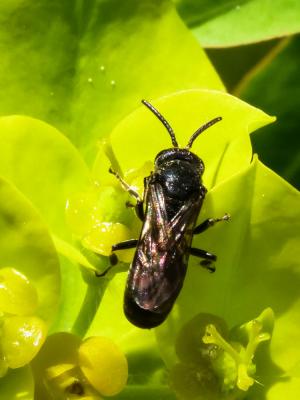  Hylaeus brevicornis Nylander, 1852